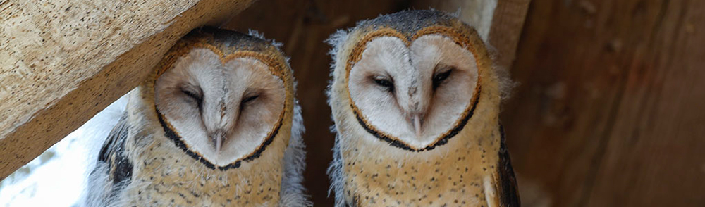 BARN OWL Tyto alba tuidara